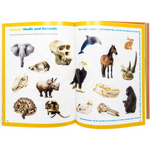 Load image into Gallery viewer, Dr. Bonyfide Presents Bones - Set of 4